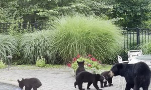 Mama Bear Brings Five Cubs for a Swim in Backyard Pool