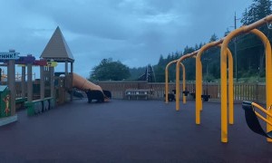 Mama Bear and Cubs Take Over Playground in Juneau, Alaska