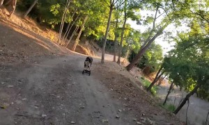 Rush the Skateboard Riding Doggy