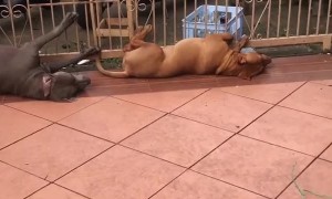 Pups Peacefully Passed Out