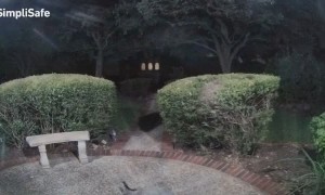 Fox Rings Doorbell During Late Night Visit