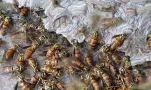 Wasps Swarm as Nest is Removed