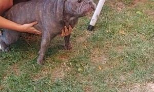 French Bulldog Makes Extraordinary Sounds