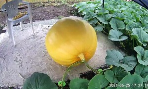 18 Day Time Lapse of Giant Pumpkin Growing
