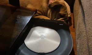 Lola the Bulldog Could Care Less About Robo Vacuum