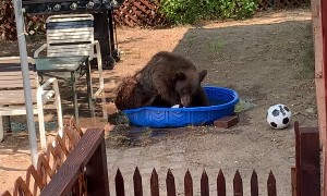 Bear Takes a Dip in Doggy’s Pool