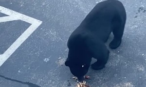 Unsuspecting Man Digging Through Car Surprised by Bear