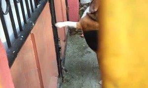 Gate Latch is no Match for Clever Beagle