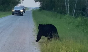 Black Bear With a Back Itch