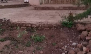 Lion is Determined to Interrupt Morning