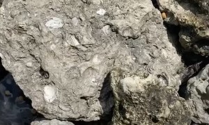 Turtle Takes a Bite of Feeder's Fingers