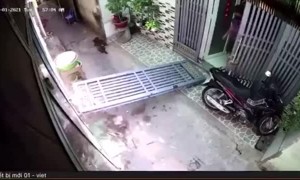 Heavy Door Has it Out for Dog