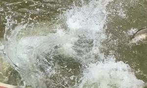 Dolphin Mistaken for Shark Scares Onlooker