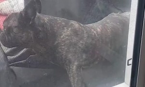 Frenchie's Acrobatic Fail