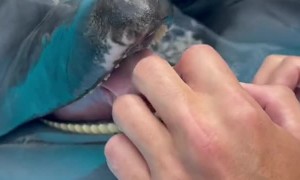 Dolphin Enjoying a Tongue Tickle