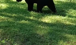 Bear Scratches Itself on Pole