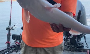 Caught a White Catfish