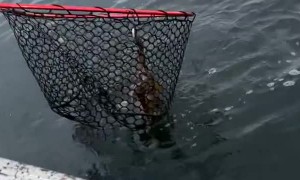 Fishing Net Doesn't Stop Octopus Ink