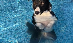 Collie Cools Off in Pool
