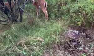 Deer Drops by for Vegetable Buffet