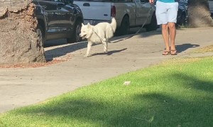 Happy Doggy Strolls Along With His Signature Swagger