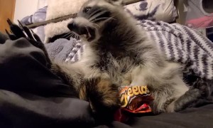 Cute Raccoon Enjoying a Crunchy Snack