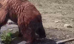 Rescued Grizzly Playing with a Log