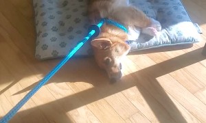 Doggy Makes a Choice Between Walking and Bed