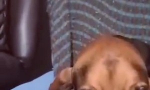 Bloodhound Doesn't Want to Stop Cuddling Kitten