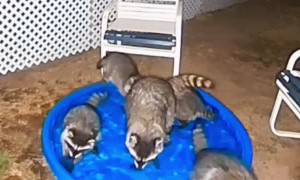 Raccoons Come Around for a Swim