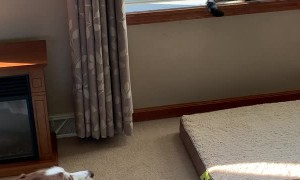 Vocal Husky Pleads for Feline Friendship