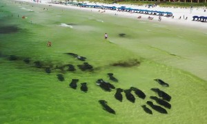 Manatee Parade