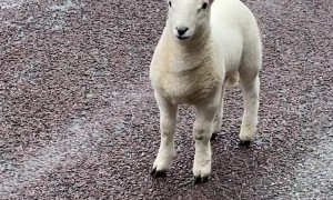 Sheep Family Stops Lady on Highway