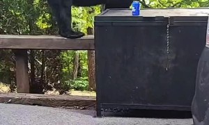 Bear Climbs Mountain Campground for A Brew