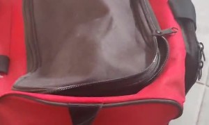 Cookie the Kitty Plays Hide and Seek from Gym Bag