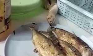 Clever Kitty Feigns Sleep to Snag Snack