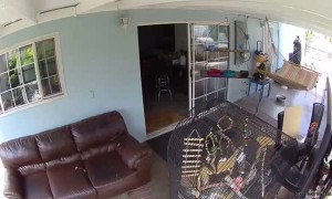 Hawk Tries to Break into Cockatiel Cage