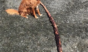 Excited Doggo Needs the Largest Stick to be Thrown