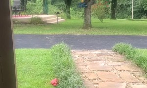 Dog Responds to Squirrel Spotting Call