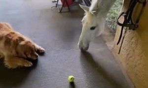 Golden George Wants to Play Ball with Horse