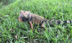 Green Iguana Near Colombian Highway