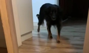 Toy Car Spooks Pooch