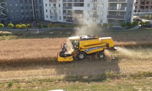 Farmer That Refused to Sell Land Harvests Between Apartment Buildings