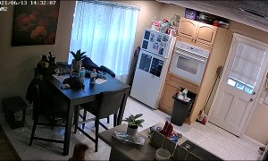 Cheeky Dog Dines Out on Delicious Cookies