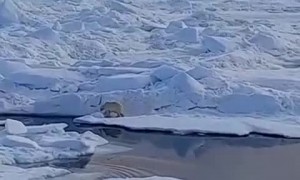 Horrific video shows melting of ice floe and glacier