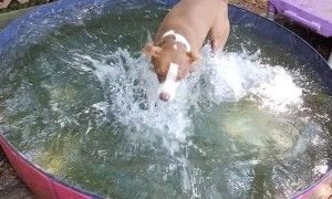 Splish Splash Fun for Pups