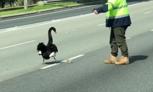 Swan Mama and Her Babies Safely Herded Across Highway