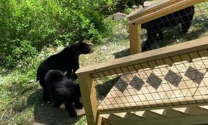Bear Family Visit Gatlinburg Backyard