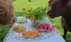 Highland Cows Chow Down on Picnic Buffet