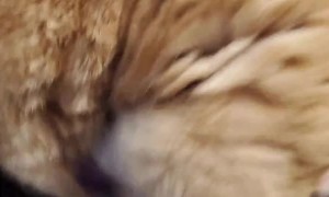 Cat Warbles When Groomed